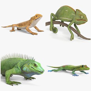 3D Lizard Collection
