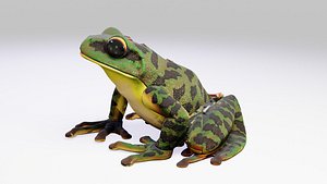 Anatomy Frog