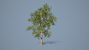 Low Poly Pine Tree