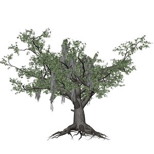 3D Live Oak Tree - 10 -