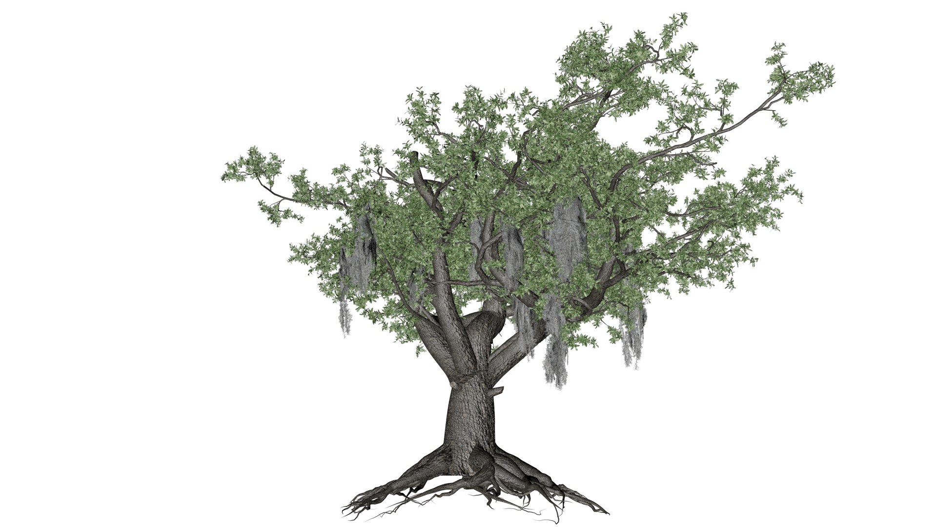 3D Live Oak Tree - 10 - - TurboSquid 2376803