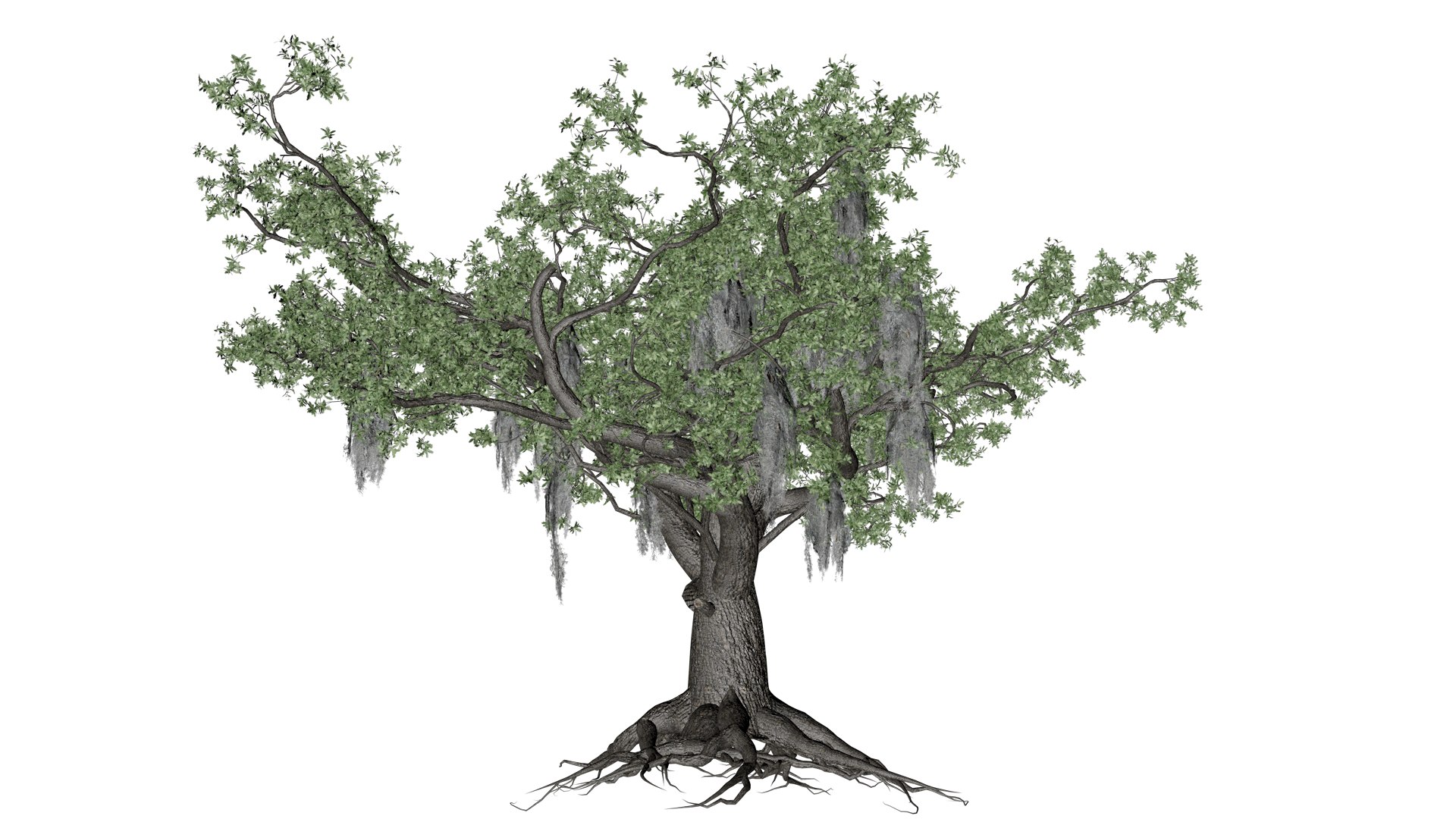 3D Live Oak Tree - 10 - - TurboSquid 2376803