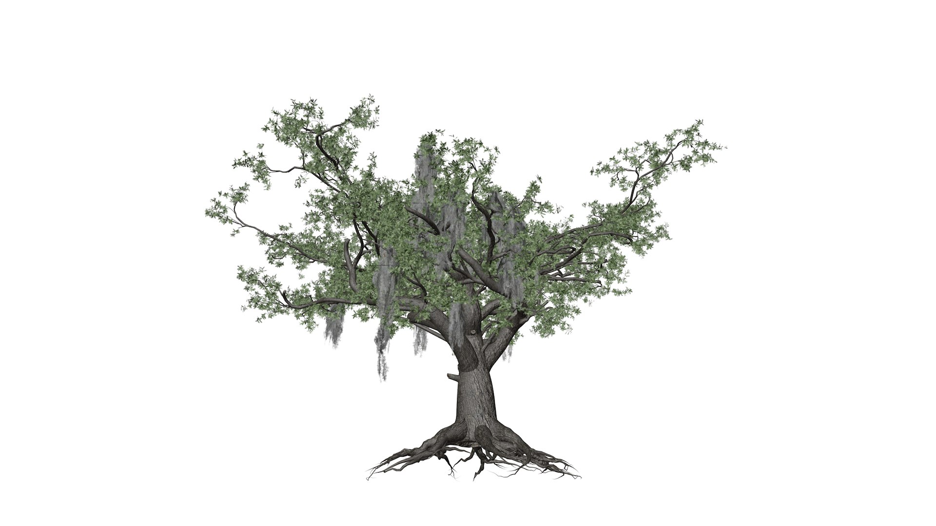 3D Live Oak Tree Collection - TurboSquid 2379023