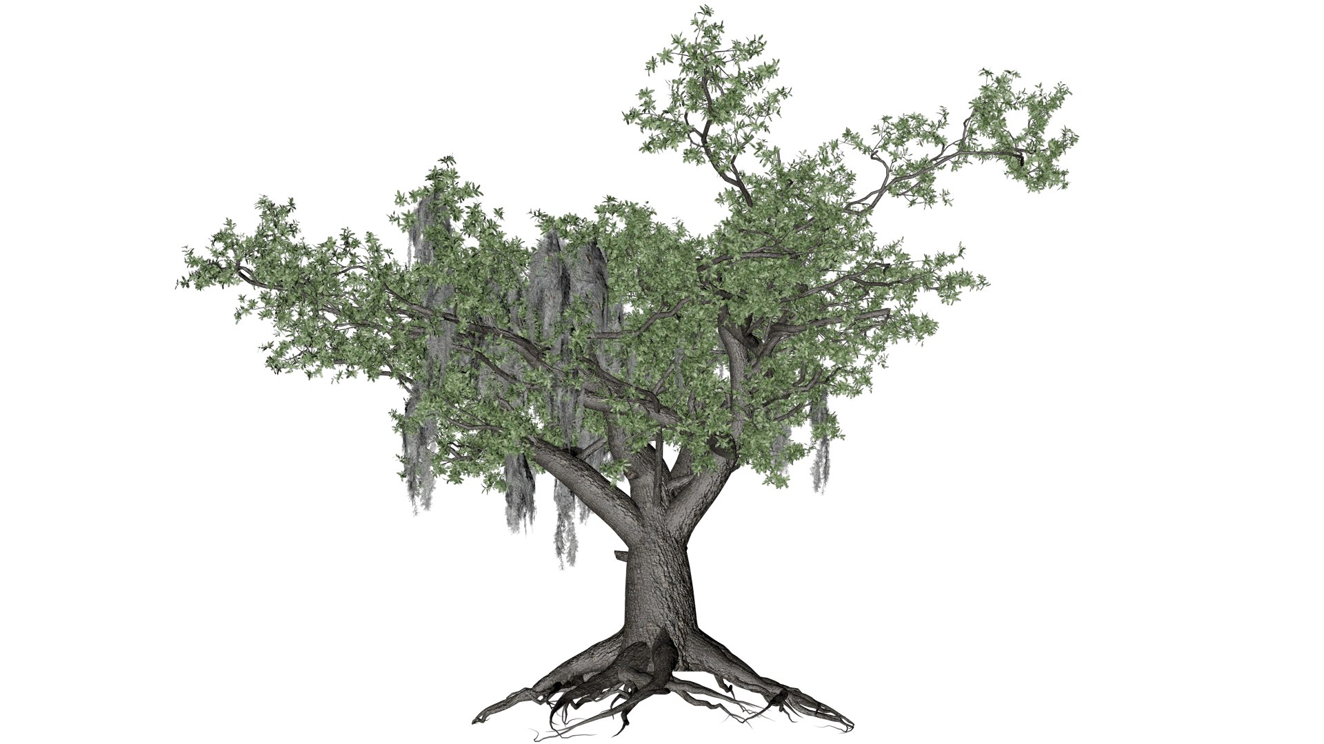 3D Live Oak Tree - 10 - - TurboSquid 2376803