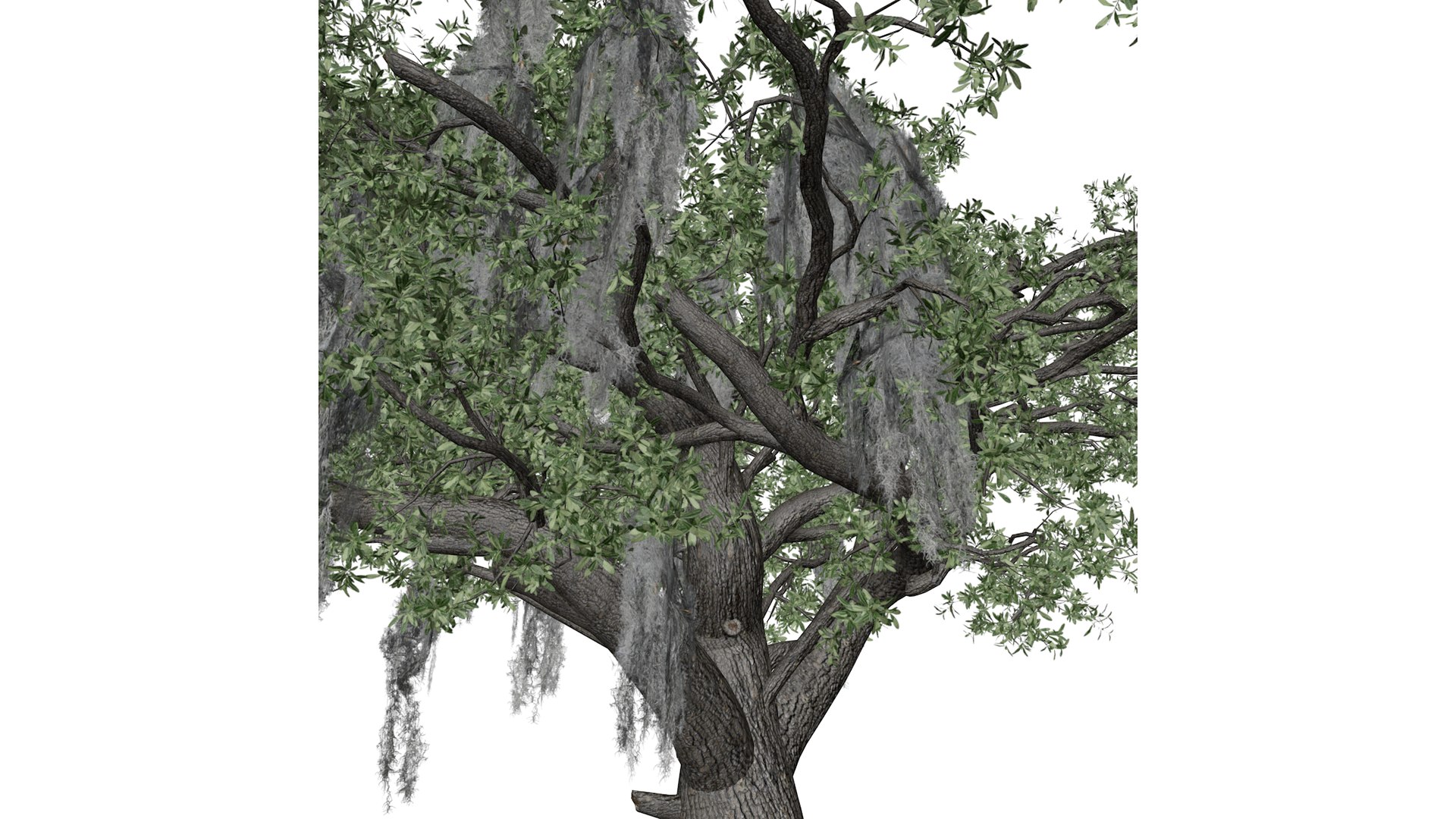 3D Live Oak Tree - 10 - - TurboSquid 2376803