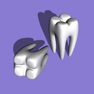 tooth 3d model