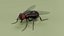 Common Fly - Animated Flying