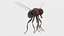 Common Fly - Animated Flying