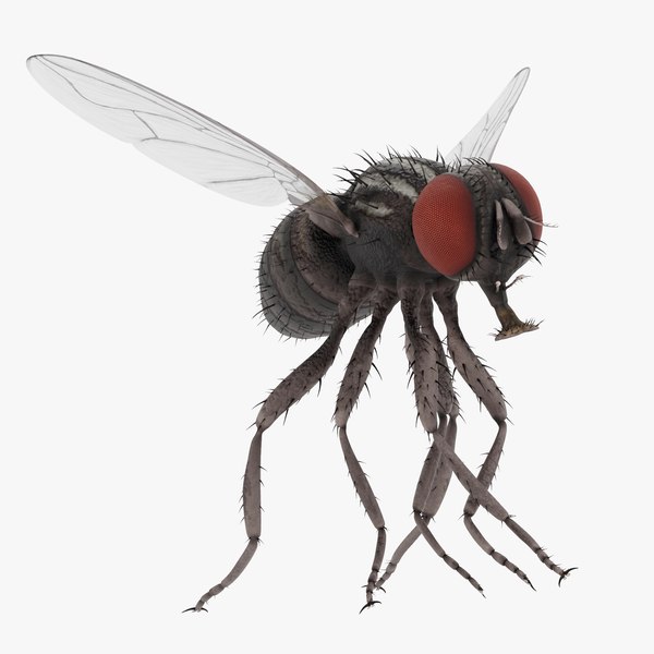 Common Fly - Animated Flying model