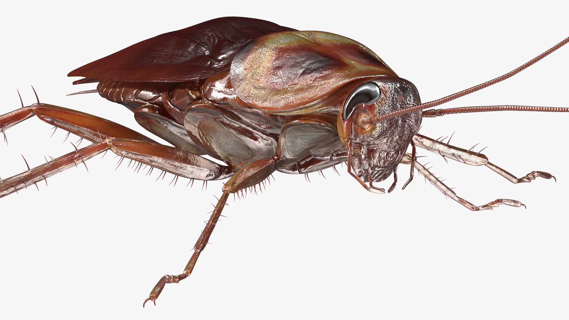 3D model Red Flying Cockroach Rigged for Maya https://p.turbosquid.com/ts-thumb/kd/Lfh03O/2h/redflyingcockroachriggedformaya3dsmodel024/jpg/1685584161/1920x1080/fit_q87/71162c73eb4f2fcab4c5cf31d2d20b391059a564/redflyingcockroachriggedformaya3dsmodel024.jpg