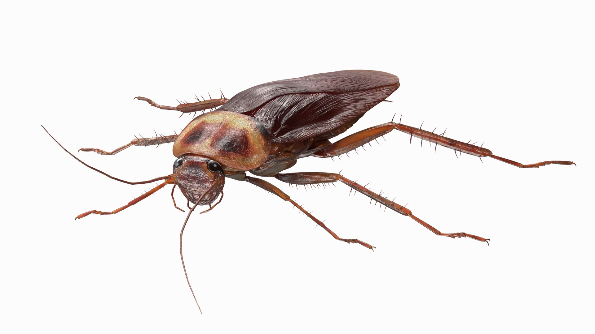 3D model Red Flying Cockroach Rigged for Maya https://p.turbosquid.com/ts-thumb/kd/Lfh03O/AI/redflyingcockroachriggedformaya3dsmodel012/jpg/1685584122/1920x1080/fit_q87/35bd1987a370a73c084dc87d9327a025a244d337/redflyingcockroachriggedformaya3dsmodel012.jpg