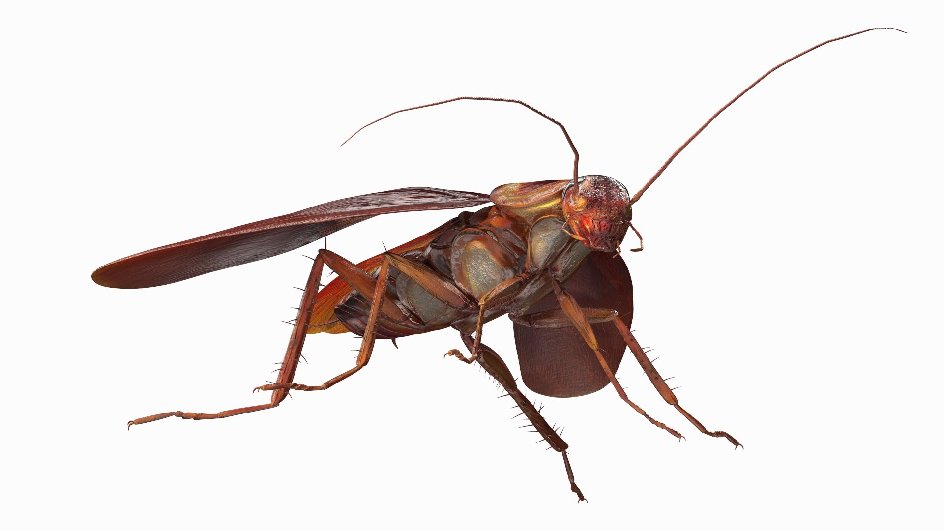 3D model Red Flying Cockroach Rigged for Maya https://p.turbosquid.com/ts-thumb/kd/Lfh03O/BV/redflyingcockroachriggedformaya3dsmodel014/jpg/1685584129/1920x1080/fit_q87/8232837f5eb7001ef65f6ffbc1bb5e6d6a29aeaa/redflyingcockroachriggedformaya3dsmodel014.jpg