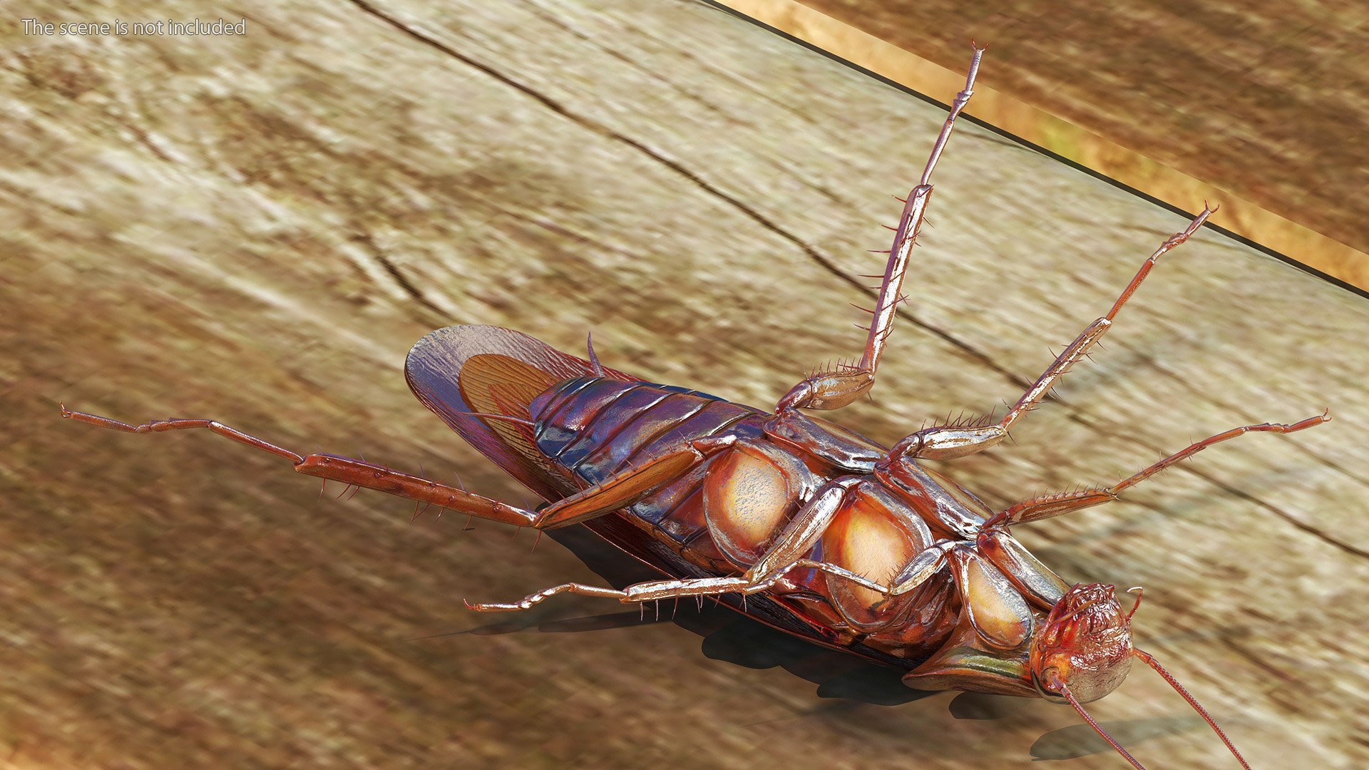 3D model Red Flying Cockroach Rigged for Maya https://p.turbosquid.com/ts-thumb/kd/Lfh03O/Bx/redflyingcockroachriggedformaya3dsmodel009/jpg/1685584113/1920x1080/fit_q87/93c0289e3c9f3a13ec8580b5d02608391a593a59/redflyingcockroachriggedformaya3dsmodel009.jpg