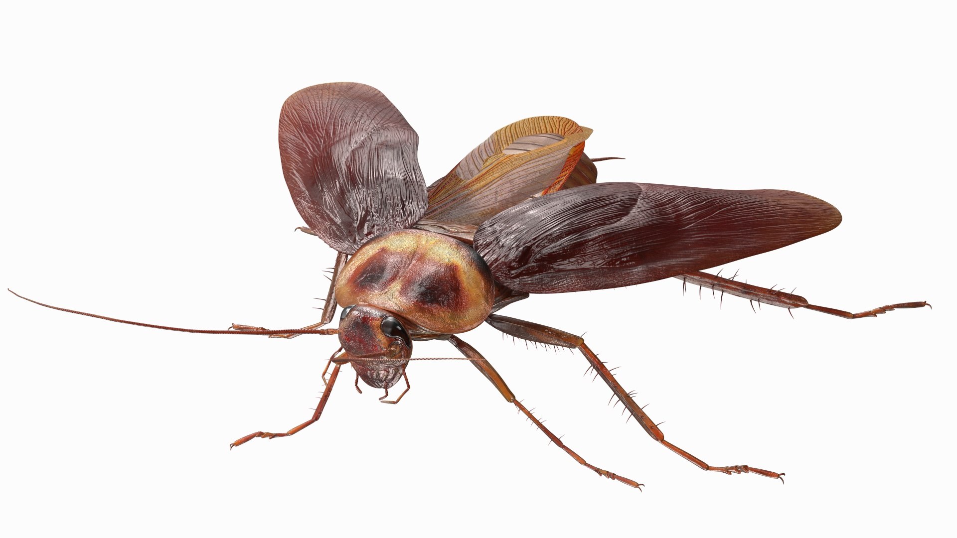 3D model Red Flying Cockroach Rigged for Maya https://p.turbosquid.com/ts-thumb/kd/Lfh03O/Mz/redflyingcockroachriggedformaya3dsmodel013/jpg/1685584126/1920x1080/fit_q87/ecb33f0c3c2f4f04c6f95ff166b56152bbbff9e7/redflyingcockroachriggedformaya3dsmodel013.jpg