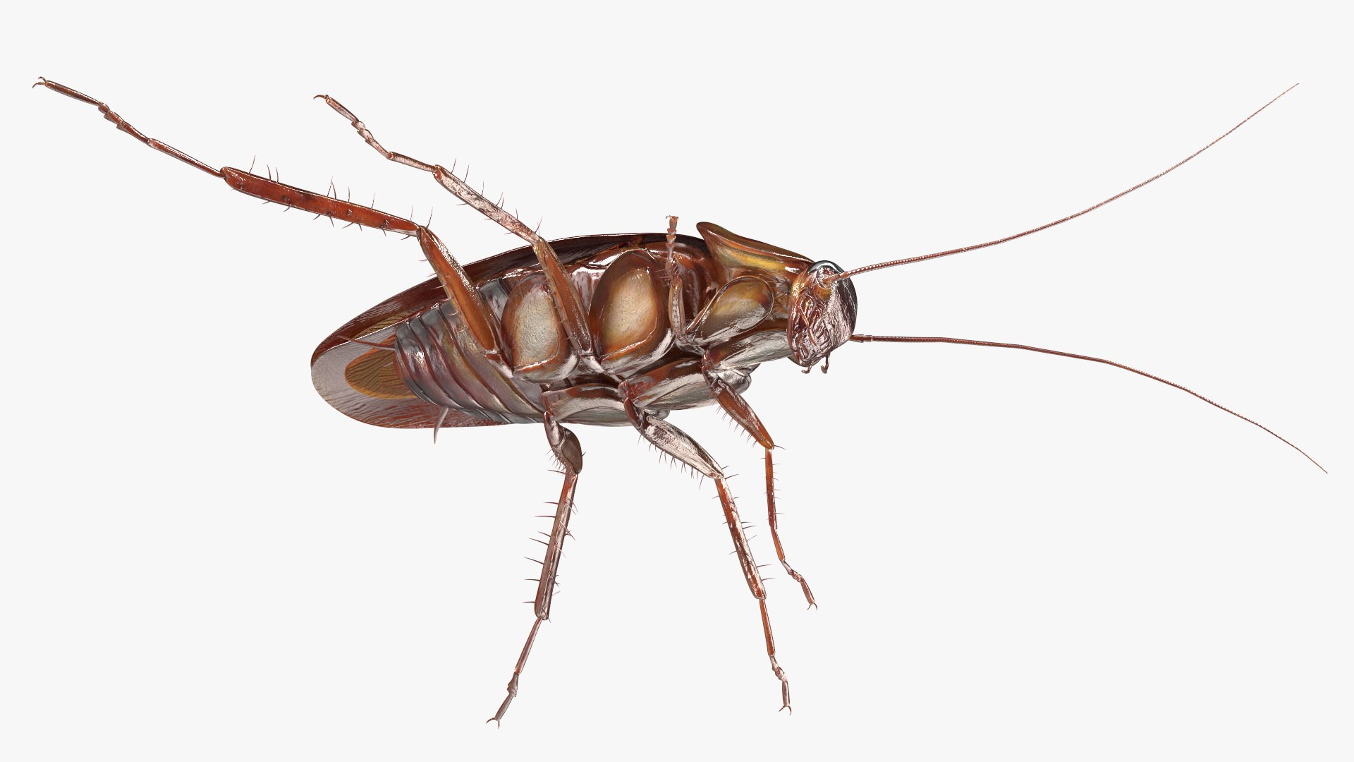 3D model Red Flying Cockroach Rigged for Maya https://p.turbosquid.com/ts-thumb/kd/Lfh03O/RZ/redflyingcockroachriggedformaya3dsmodel021/jpg/1685584151/1920x1080/fit_q87/3987e30ba50023b8c8be04227998055e168948a1/redflyingcockroachriggedformaya3dsmodel021.jpg