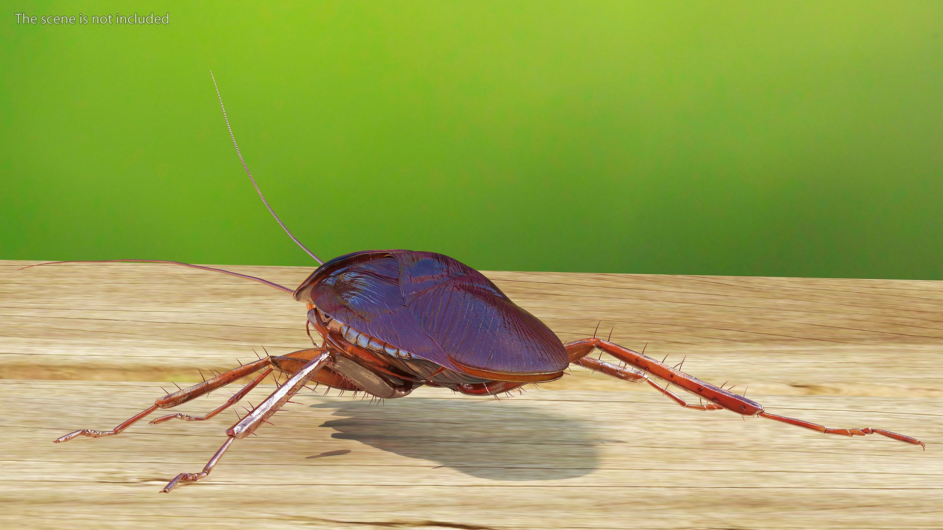 3D model Red Flying Cockroach Rigged for Maya https://p.turbosquid.com/ts-thumb/kd/Lfh03O/Sg/redflyingcockroachriggedformaya3dsmodel006/jpg/1685584101/1920x1080/fit_q87/e032936bae10eb2318b8427740d1c213f23ac1aa/redflyingcockroachriggedformaya3dsmodel006.jpg
