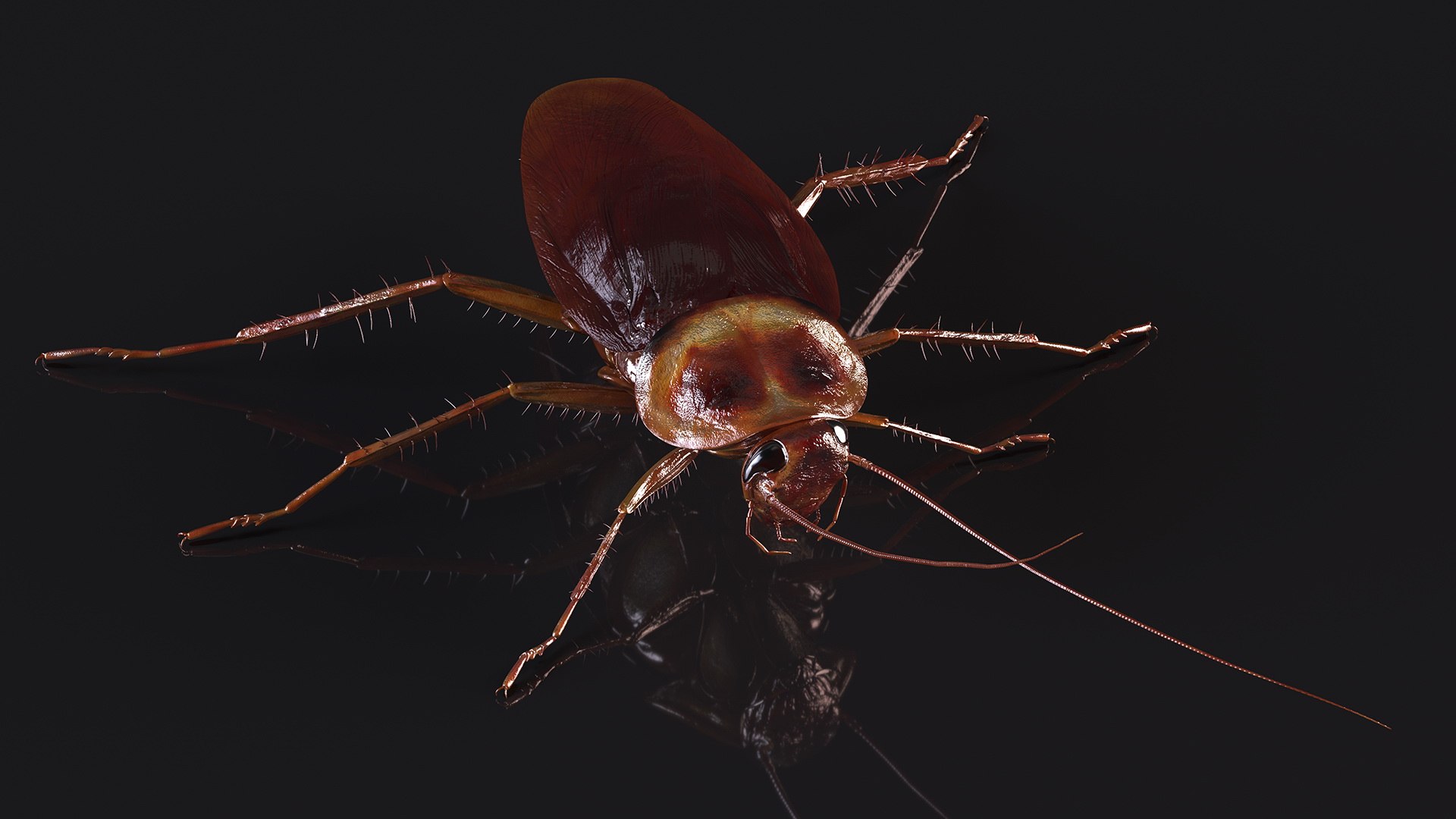 3D model Red Flying Cockroach Rigged for Maya https://p.turbosquid.com/ts-thumb/kd/Lfh03O/XG/redflyingcockroachriggedformaya3dsmodel010/jpg/1685584116/1920x1080/fit_q87/b11937557e08a9d5497f3c2e01042606f98ef22d/redflyingcockroachriggedformaya3dsmodel010.jpg