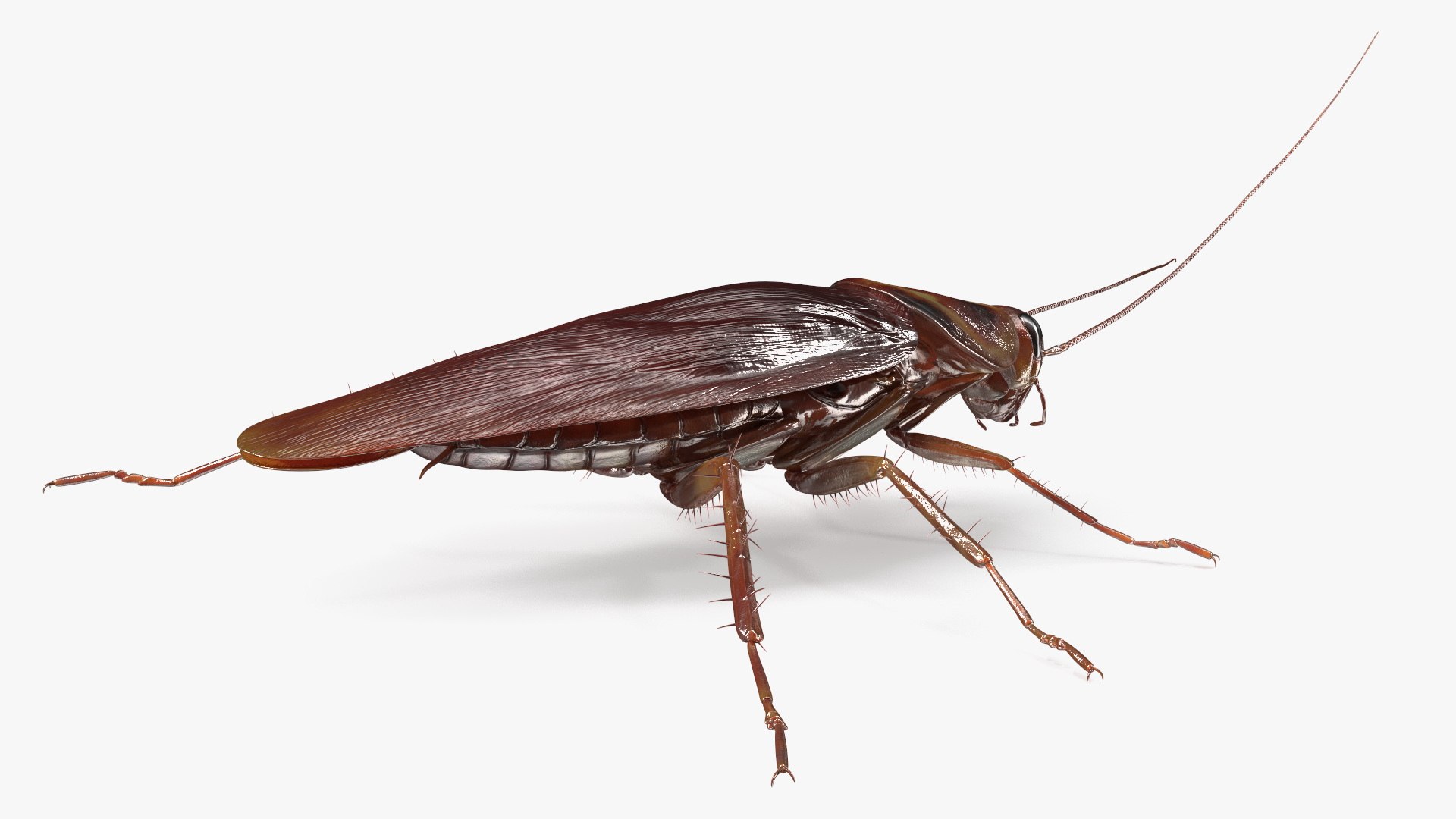 3D model Red Flying Cockroach Rigged for Maya https://p.turbosquid.com/ts-thumb/kd/Lfh03O/cE/redflyingcockroachriggedformaya3dsmodel018/jpg/1685584141/1920x1080/fit_q87/f3b0d97fe5b02e57395e7d0bc39f1f7eb0520cd4/redflyingcockroachriggedformaya3dsmodel018.jpg