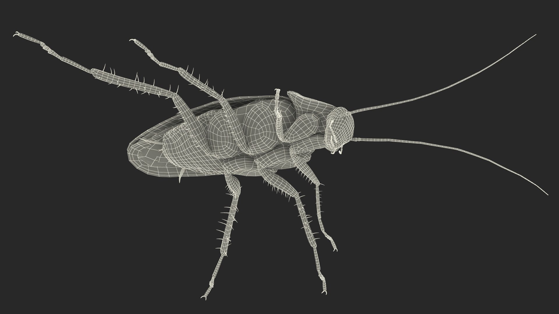 3D model Red Flying Cockroach Rigged for Maya https://p.turbosquid.com/ts-thumb/kd/Lfh03O/gj/redflyingcockroachriggedformaya3dsmodel034/jpg/1685584193/1920x1080/fit_q87/01b4b0e8c2ed8065cb0f884fa95eef9f24e67140/redflyingcockroachriggedformaya3dsmodel034.jpg