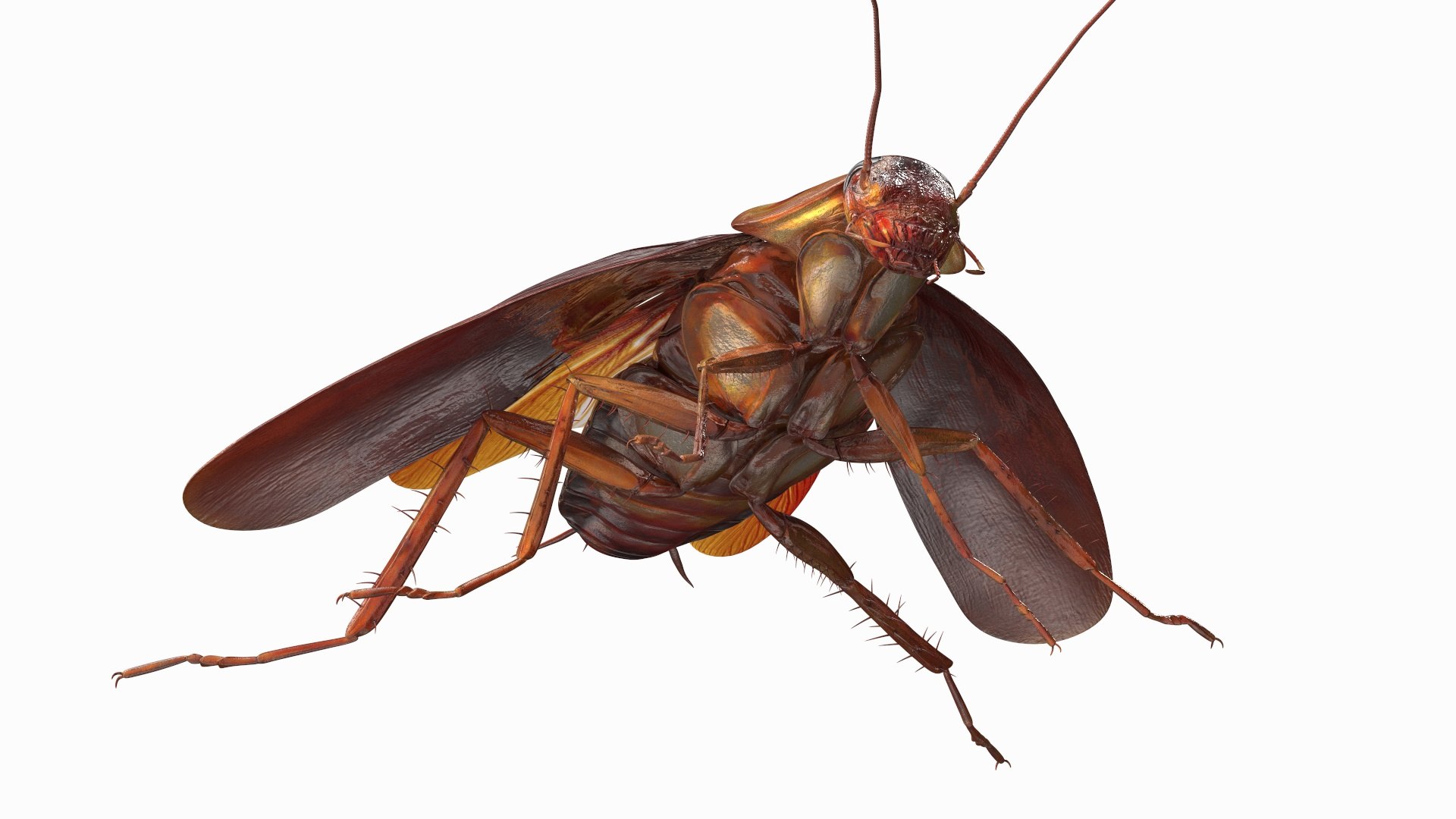 3D model Red Flying Cockroach Rigged for Maya https://p.turbosquid.com/ts-thumb/kd/Lfh03O/k0/redflyingcockroachriggedformaya3dsmodel015/jpg/1685584132/1920x1080/fit_q87/396b30bcd3031d06398976fc636c8dbe897a826a/redflyingcockroachriggedformaya3dsmodel015.jpg