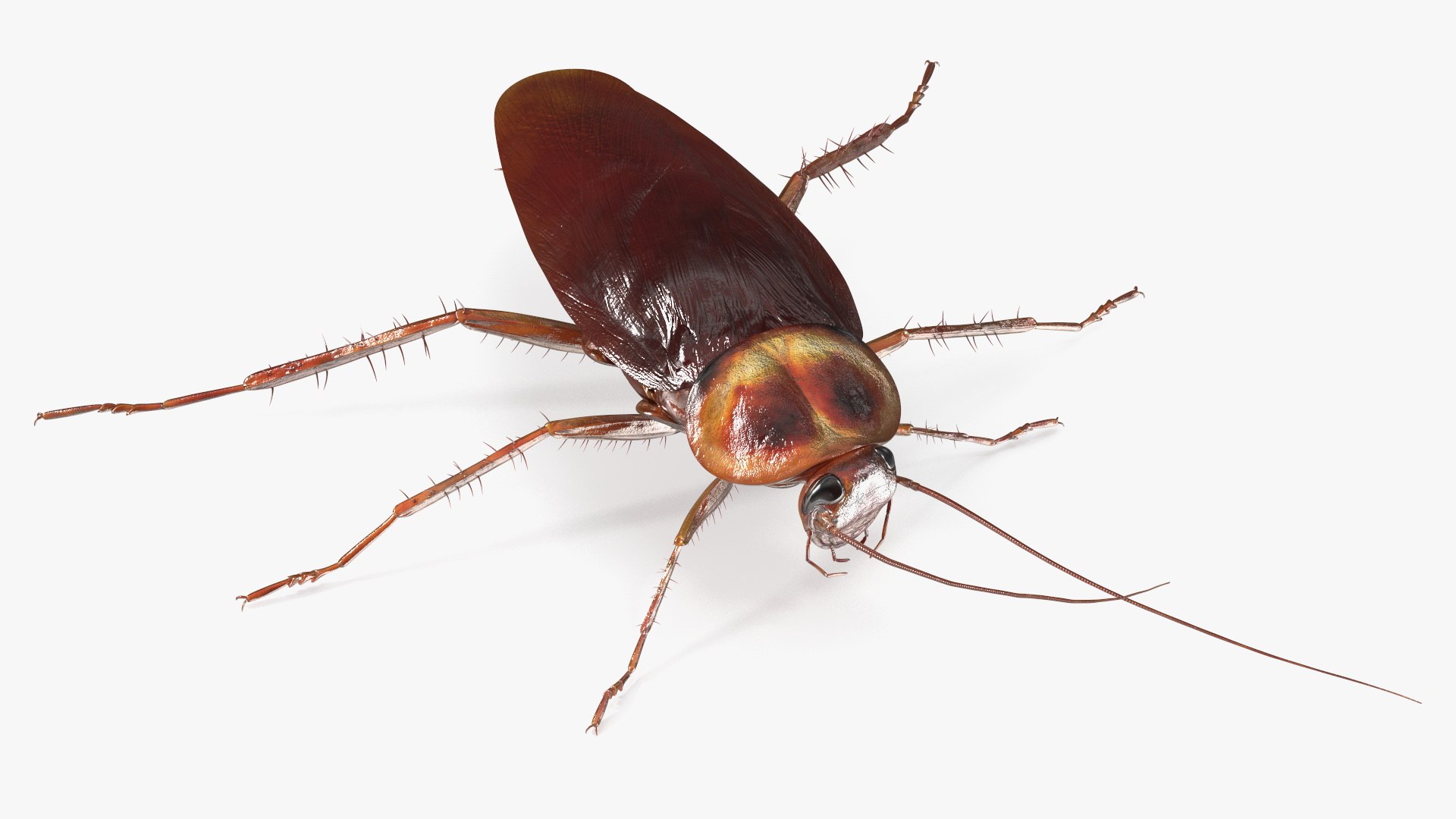 3D model Red Flying Cockroach Rigged for Maya https://p.turbosquid.com/ts-thumb/kd/Lfh03O/rE/redflyingcockroachriggedformaya3dsmodel017/jpg/1685584138/1920x1080/fit_q87/831cdd704da472b1c352a4d778867c51b21979ee/redflyingcockroachriggedformaya3dsmodel017.jpg