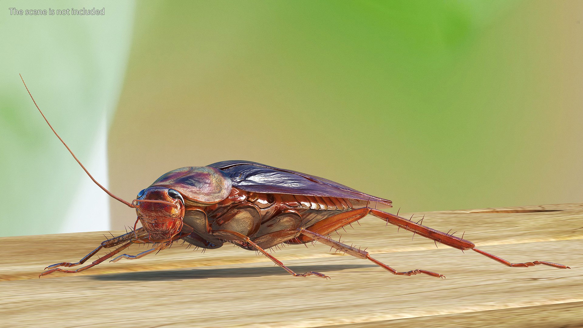 3D model Red Flying Cockroach Rigged for Maya https://p.turbosquid.com/ts-thumb/kd/Lfh03O/wb/redflyingcockroachriggedformaya3dsmodel004/jpg/1685584093/1920x1080/fit_q87/f00f2135a9242462559e9b94c1baa30be8c3d027/redflyingcockroachriggedformaya3dsmodel004.jpg