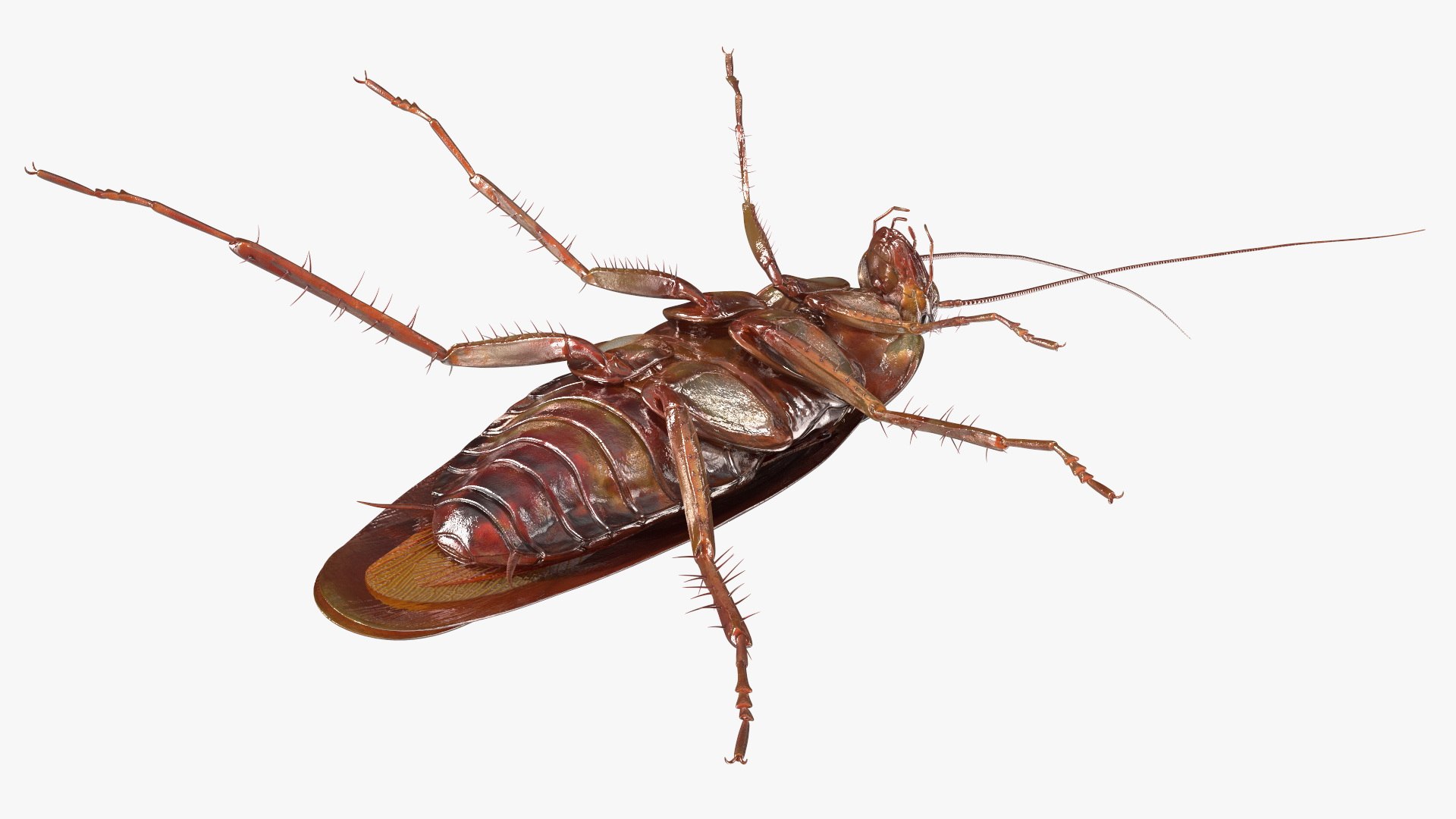 3D model Red Flying Cockroach Rigged for Maya https://p.turbosquid.com/ts-thumb/kd/Lfh03O/yz/redflyingcockroachriggedformaya3dsmodel022/jpg/1685584154/1920x1080/fit_q87/17c6c5d492b0e602b0be054e1c6e26f43ad79ed7/redflyingcockroachriggedformaya3dsmodel022.jpg