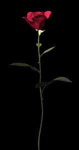 plant flower 3d model