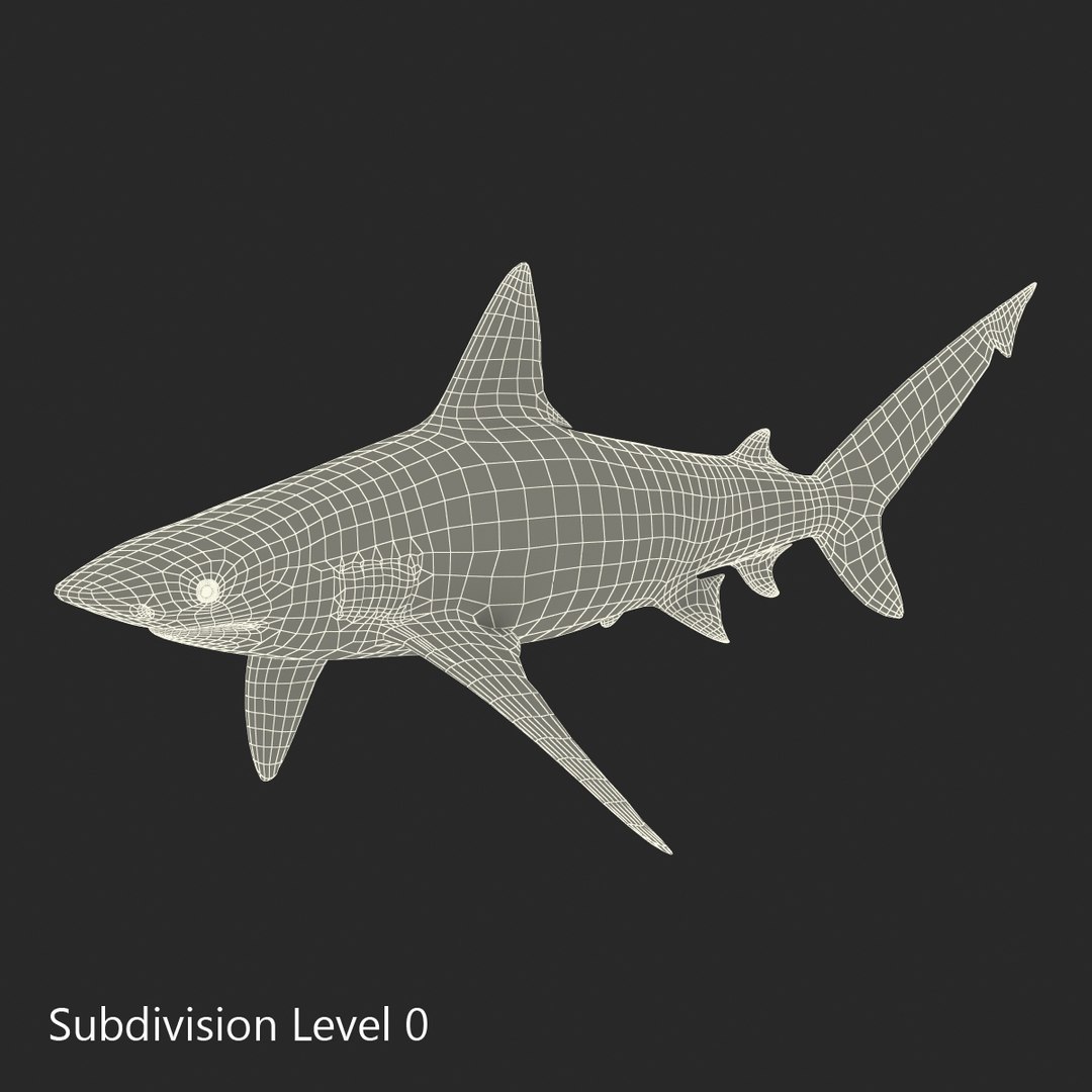 3D bignose shark rigged model - TurboSquid 1493016