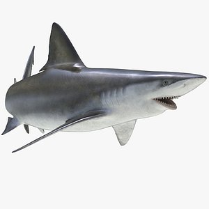 3D bignose shark rigged model