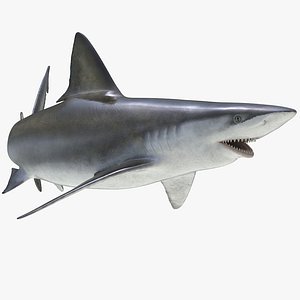 Bignose Shark Rigged for Cinema 4D