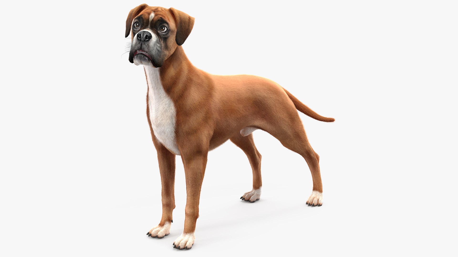 Boxer Dog Fur Rigged 3D model preview