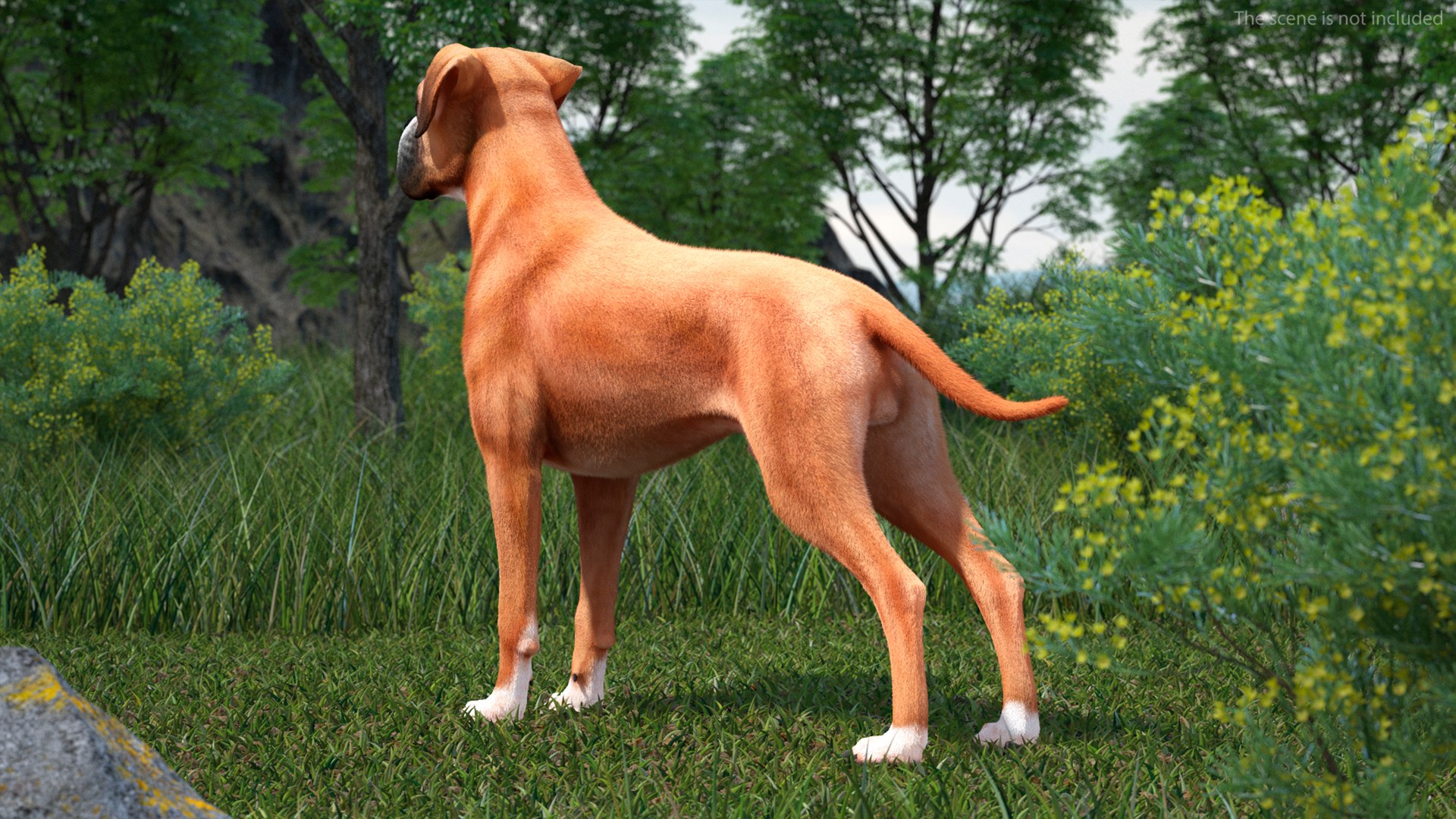 3D Boxer Dog Fur Rigged - TurboSquid 2250731