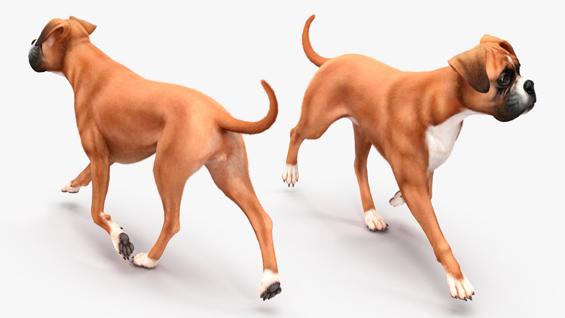 3D Boxer Dog Fur Rigged - TurboSquid 2250731
