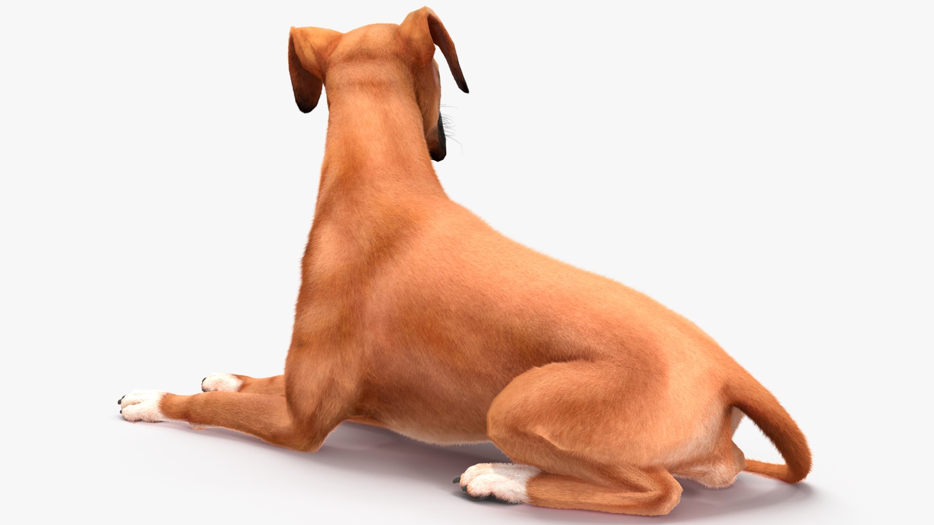 3D Boxer Dog Fur Rigged - TurboSquid 2250731