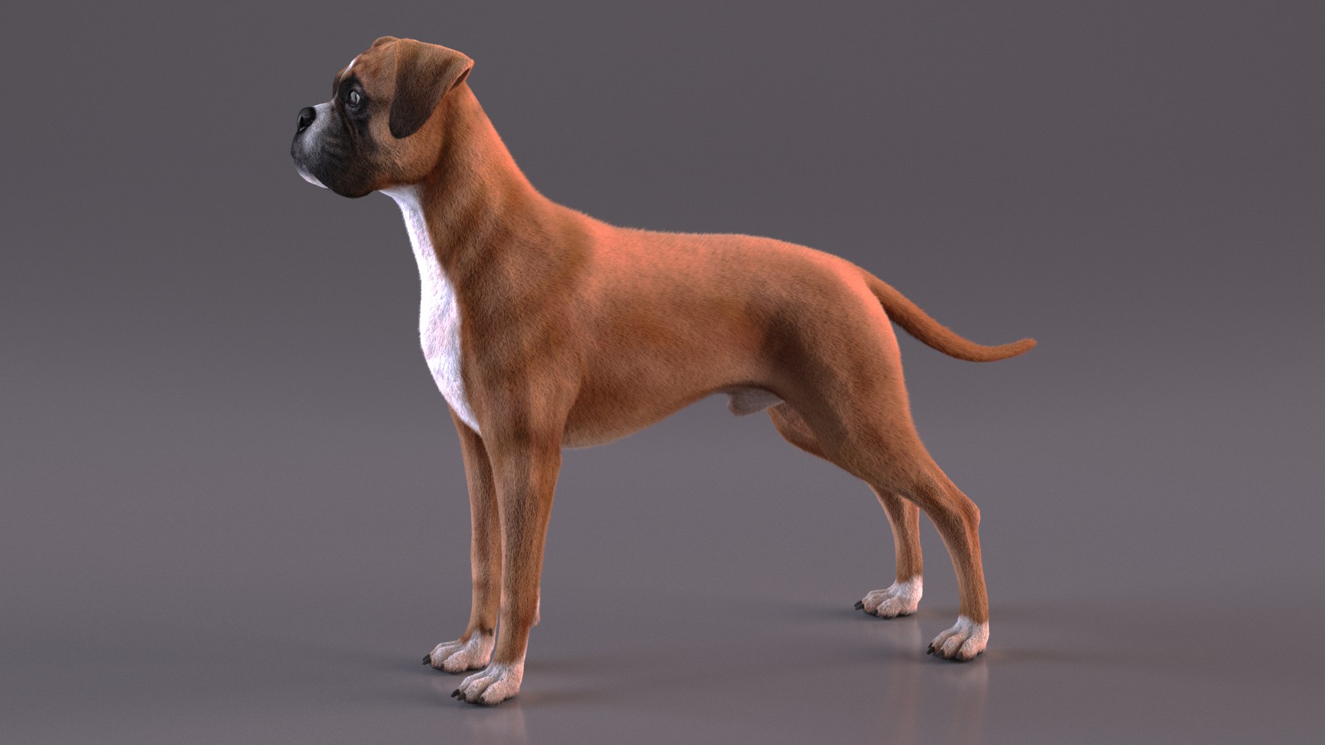 3D Boxer Dog Fur Rigged - TurboSquid 2250731