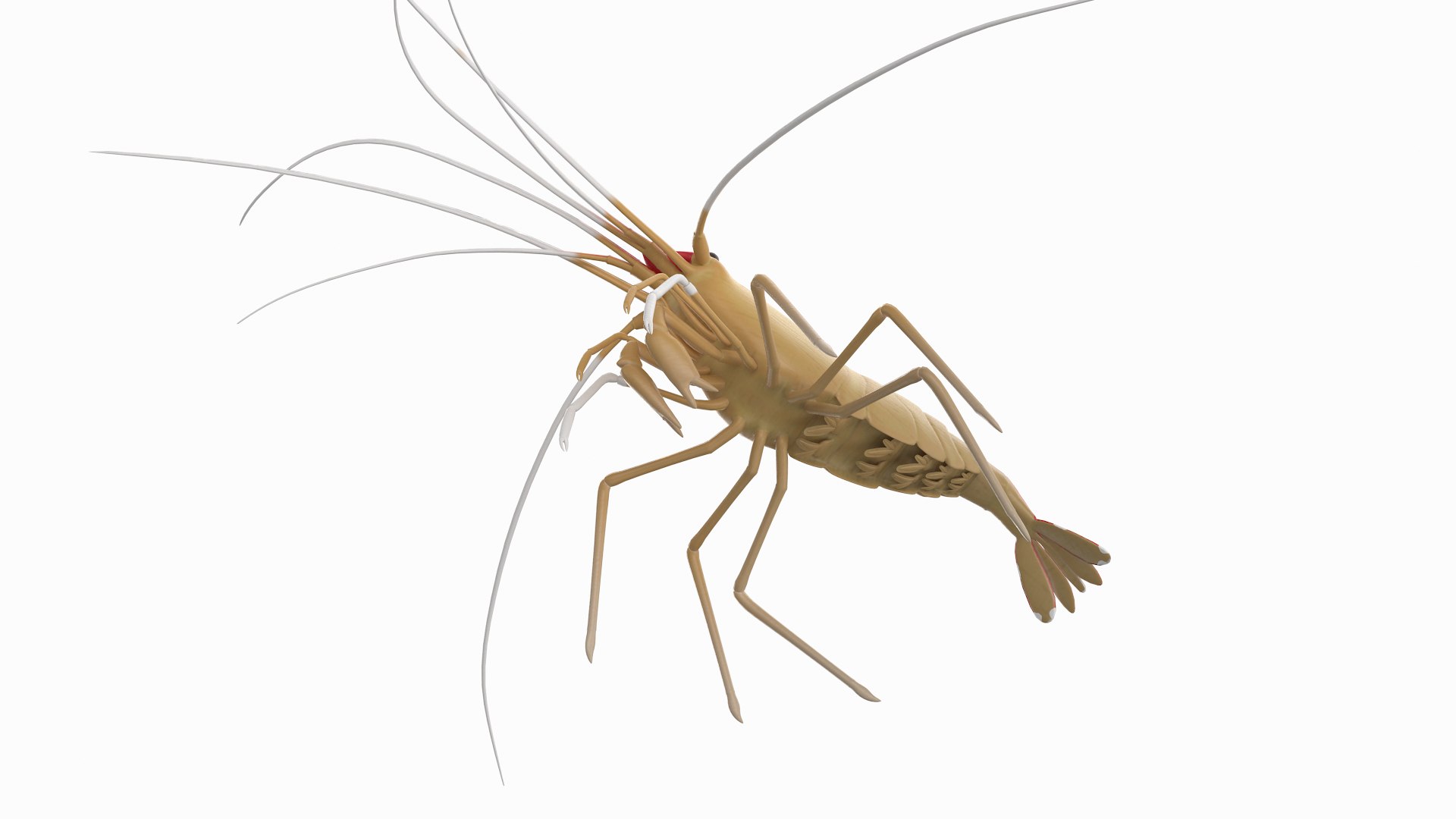 scarlet cleaner shrimp 3D https://p.turbosquid.com/ts-thumb/kd/Y4caUx/OSuoyJcy/cleanershrimp_r7/png/1573280356/1920x1080/fit_q87/15b4215b17f7e904653e201a7b78e796d0de2441/cleanershrimp_r7.jpg