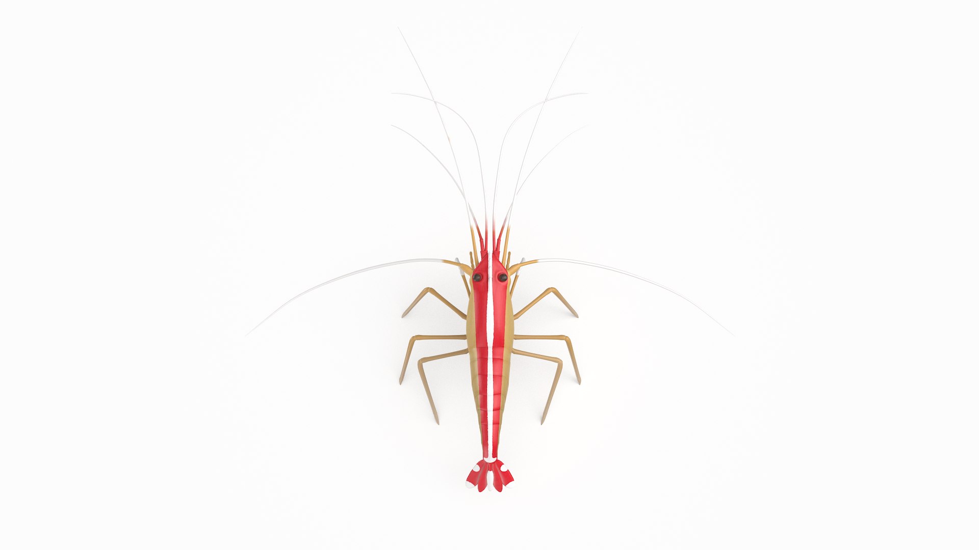 scarlet cleaner shrimp 3D https://p.turbosquid.com/ts-thumb/kd/Y4caUx/QALXQ85b/cleanershrimp_r8/png/1573280356/1920x1080/fit_q87/db9d6faeb967d42391f4b1367a5cca4304838413/cleanershrimp_r8.jpg
