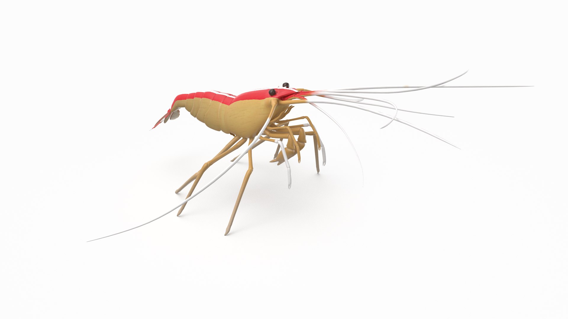 scarlet cleaner shrimp 3D https://p.turbosquid.com/ts-thumb/kd/Y4caUx/TOLh0wR3/cleanershrimp_r1/png/1573280356/1920x1080/fit_q87/533847c4ef0c408a979b998d4dc6de65c24112cf/cleanershrimp_r1.jpg