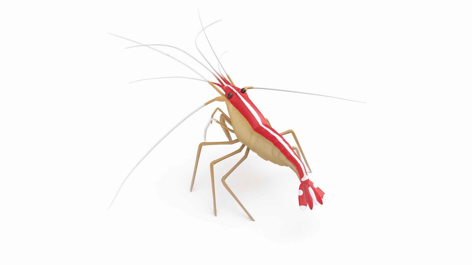 scarlet cleaner shrimp 3D https://p.turbosquid.com/ts-thumb/kd/Y4caUx/ZlDeEX6Z/cleanershrimp_r6/png/1573280356/1920x1080/fit_q87/8ef78365a5a0515e4fca9ad6e6a2e4da6e9fb073/cleanershrimp_r6.jpg