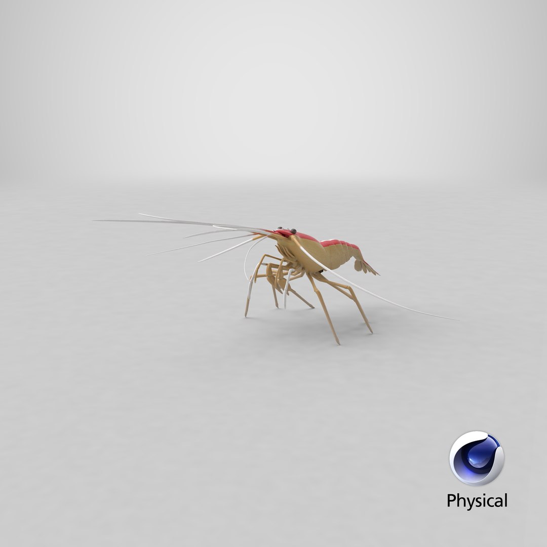 scarlet cleaner shrimp 3D https://p.turbosquid.com/ts-thumb/kd/Y4caUx/fj/stemcell_cinema_4d_physical_render/png/1618672831/1920x1080/fit_q87/6e85e527b66d95f1e0d025271aaa831eb98b0051/stemcell_cinema_4d_physical_render.jpg