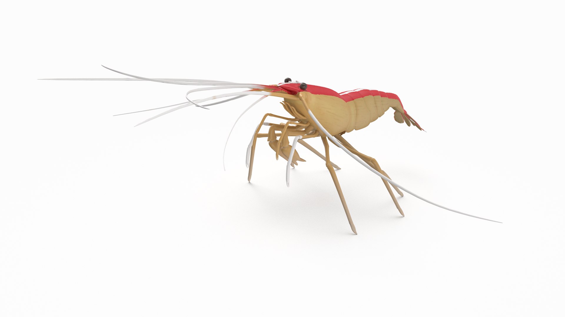scarlet cleaner shrimp 3D https://p.turbosquid.com/ts-thumb/kd/Y4caUx/obVLm1aP/cleanershrimp_r4/png/1573280356/1920x1080/fit_q87/088df197099f0a392567f6589d5af7fa7057eade/cleanershrimp_r4.jpg