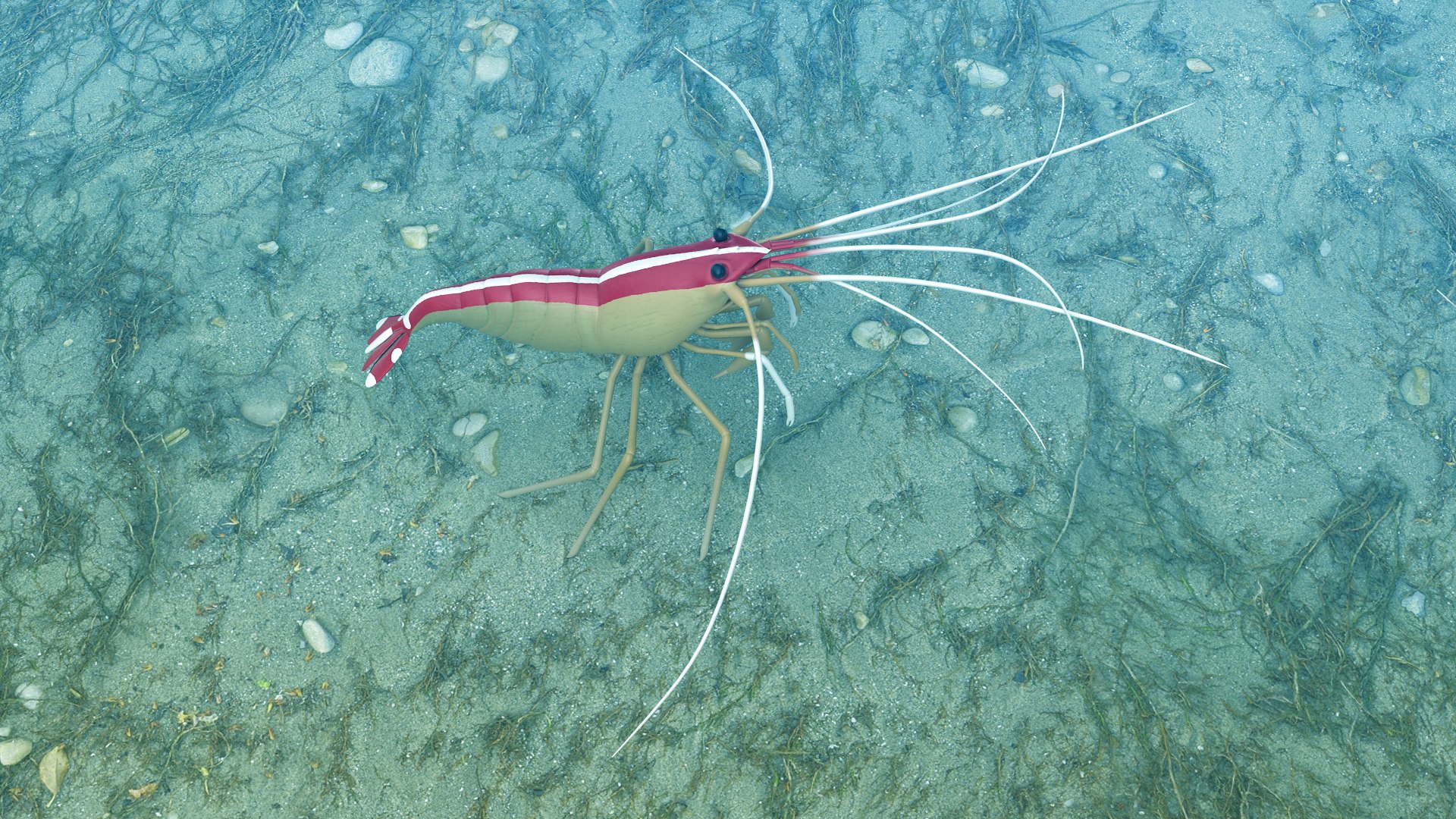 scarlet cleaner shrimp 3D https://p.turbosquid.com/ts-thumb/kd/Y4caUx/yDdD9215/3ccc/png/1573280356/1920x1080/fit_q87/e5bfe0fed5a26c1edb68755dcc35e835209aee99/3ccc.jpg