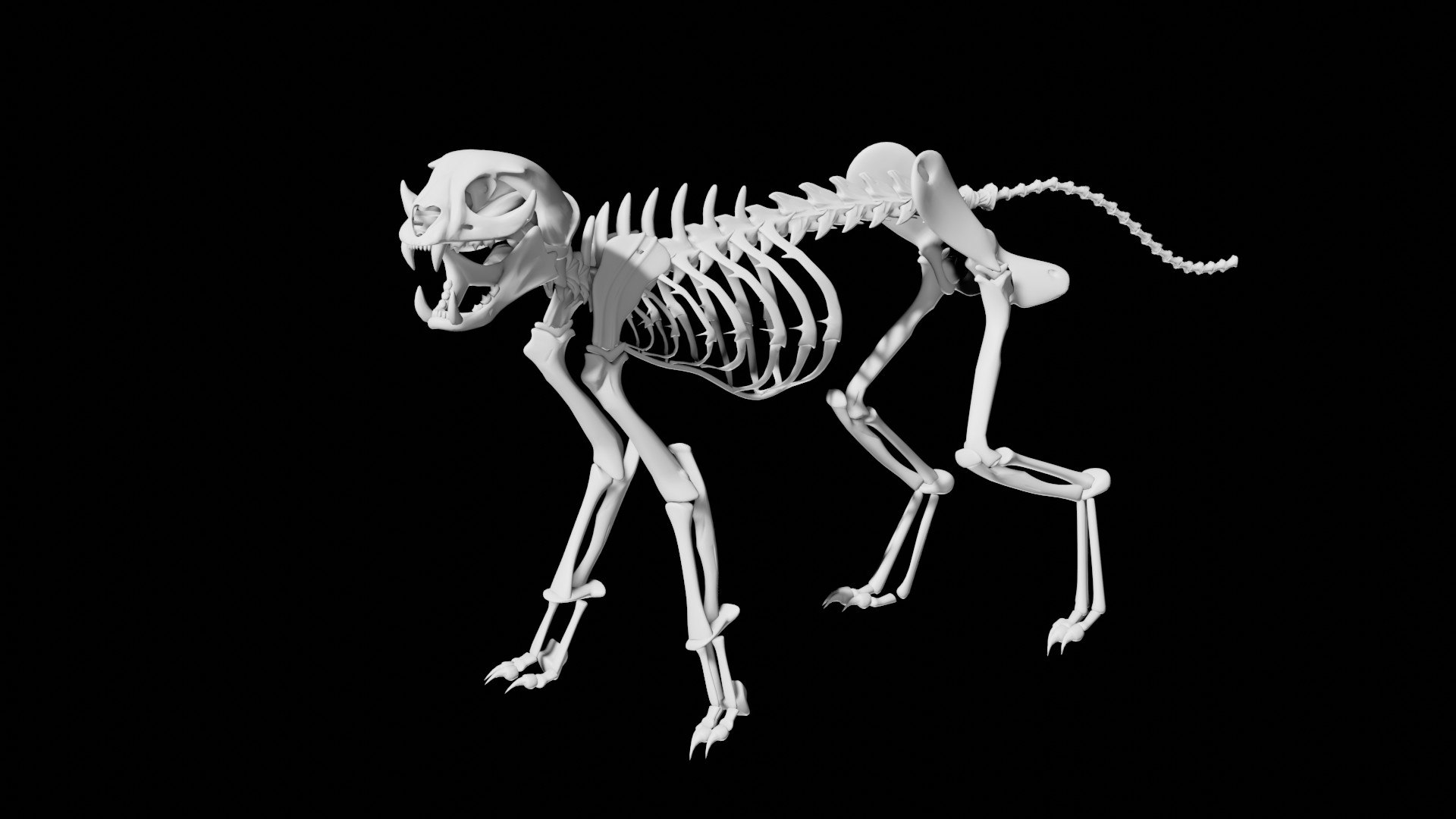 Rigged Cat Skeleton Model - Turbosquid 1826448