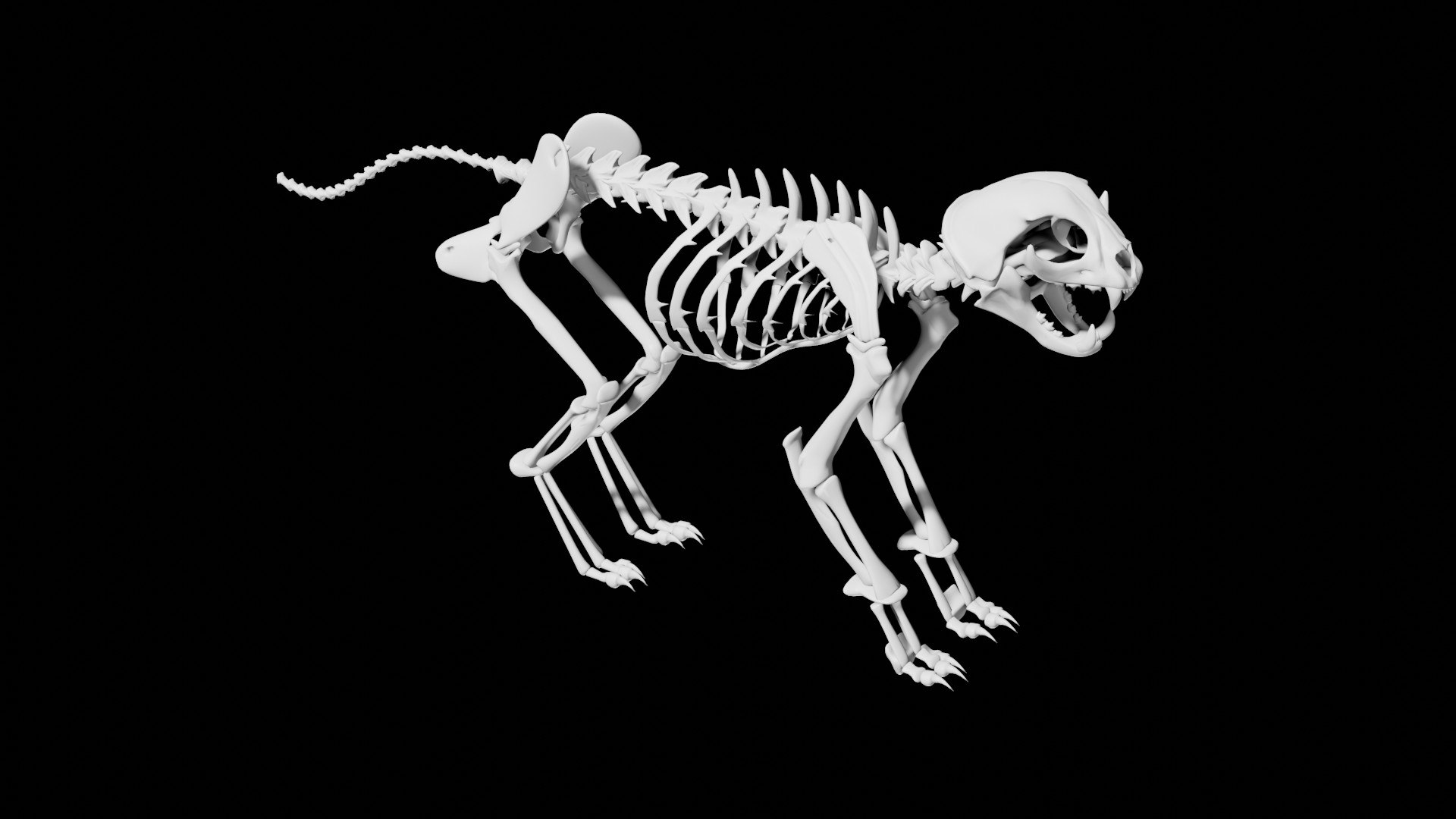 Rigged Cat Skeleton Model - TurboSquid 1826448