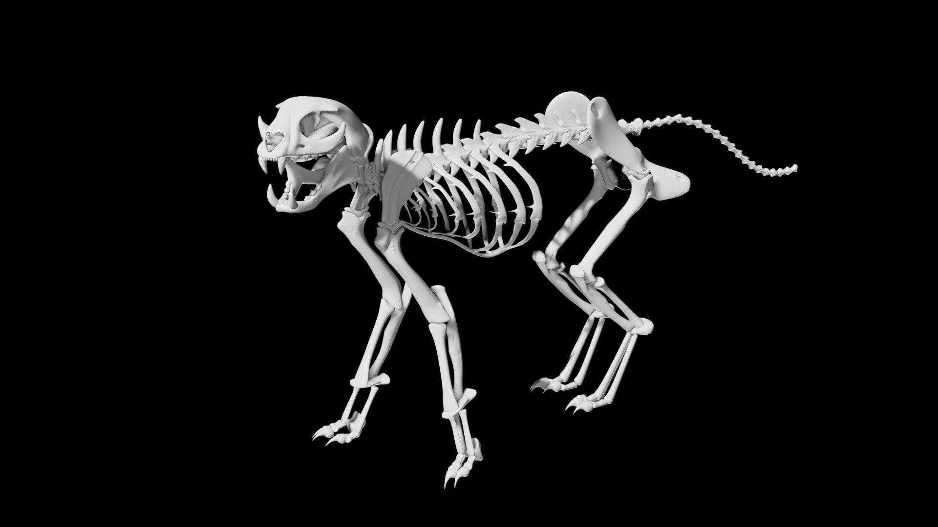 Rigged Cat Skeleton Model - TurboSquid 1826448