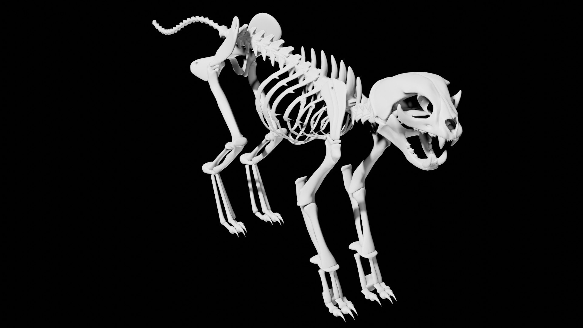 Rigged Cat Skeleton Model - TurboSquid 1826448