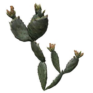 3D Prickly Pear Cactus Plant - 05 -