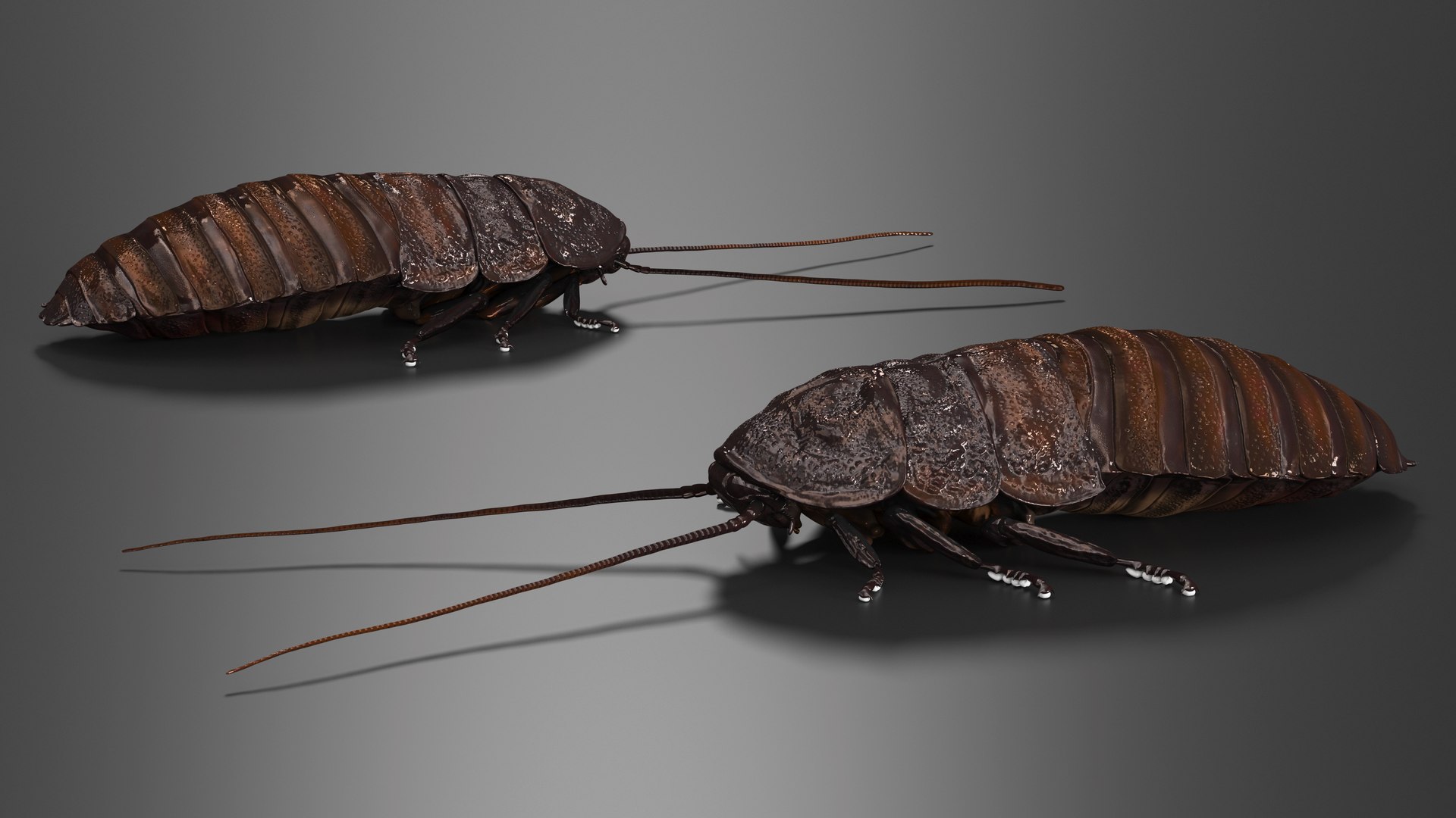 Wood Feeding Cockroach Rigged 3D TurboSquid 2157039
