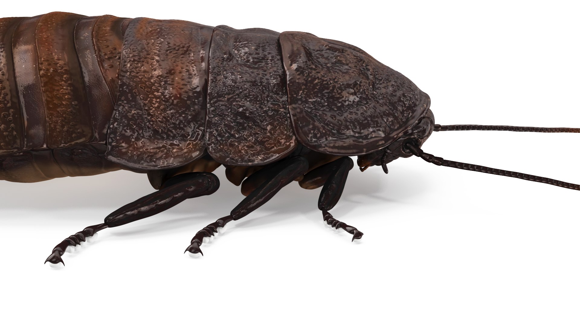 Wood Feeding Cockroach Rigged 3D TurboSquid 2157039